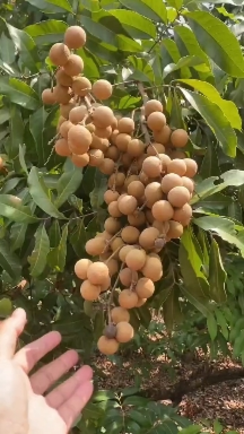 龙眼又名桂圆，大量上市中，本品是龙眼中的储良，皮薄肉厚核