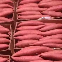 西瓜红红薯大量上市量大从优场地直发支持客商视频看