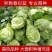 捷甘心生牛心甘蓝种子早熟抗病耐抽苔基地用优良品种