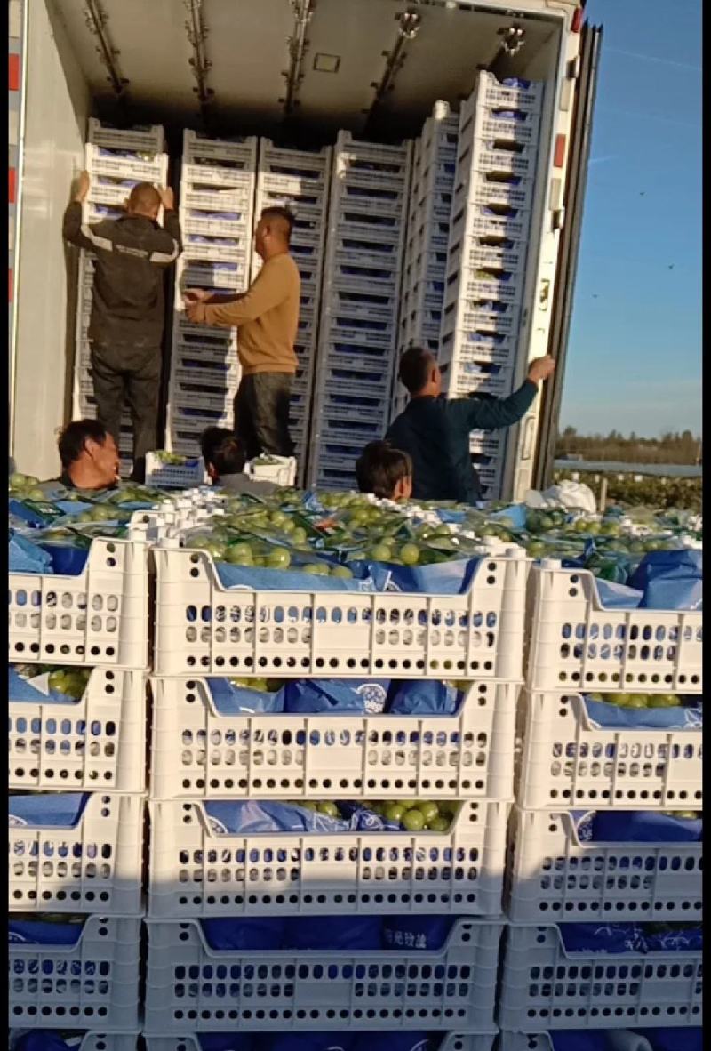 精品阳光玫瑰颗粒饱满，口感香甜对接各大市场