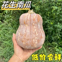 【花生南瓜】湖北小南瓜大量上市产地直发对接各大市场