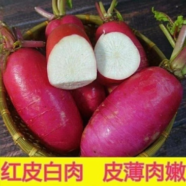 红冠萝卜