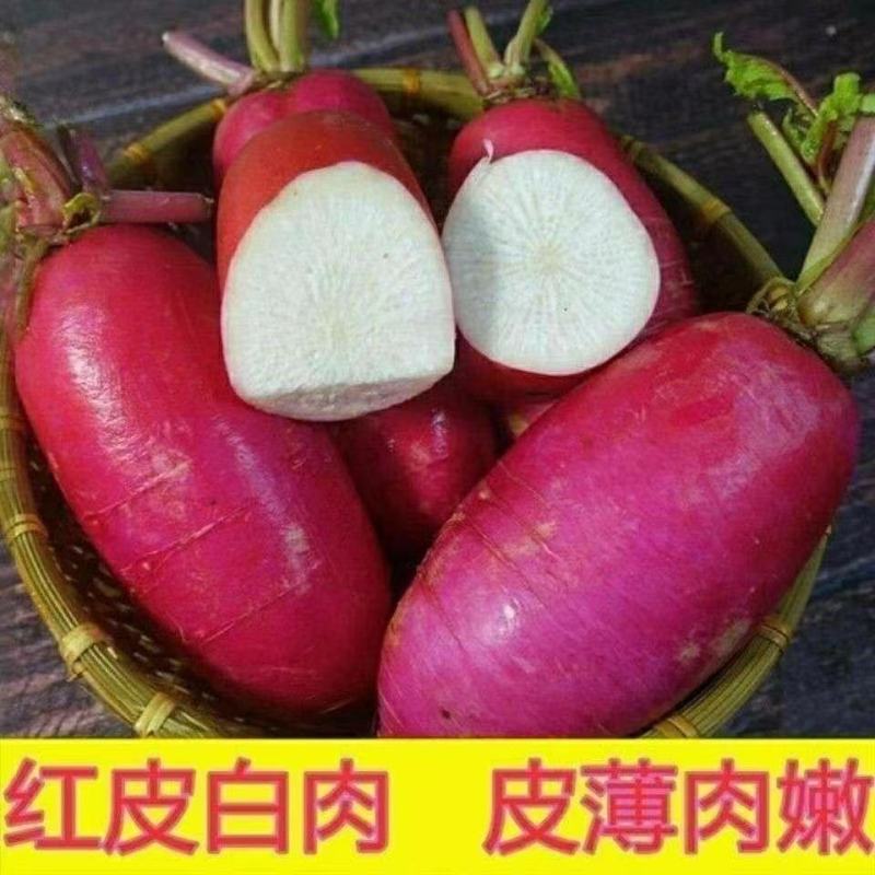 红冠萝卜