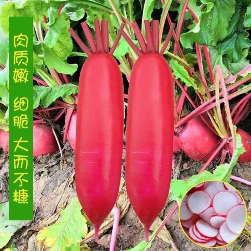 红冠萝卜