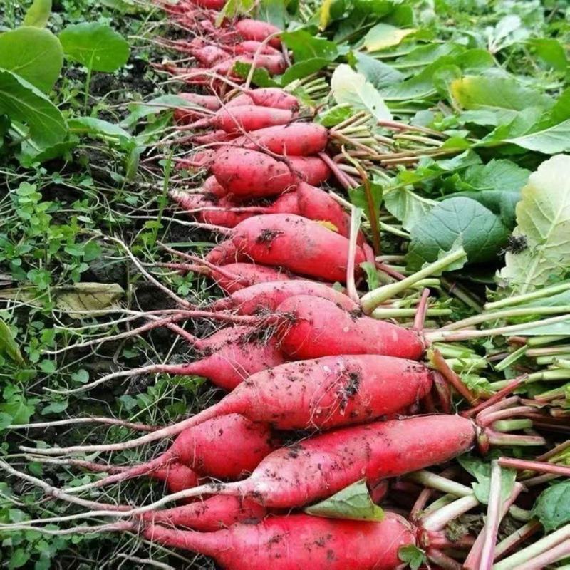 红冠萝卜