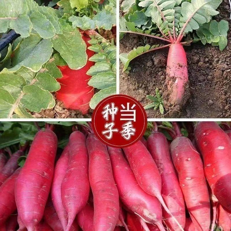 红冠萝卜
