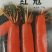 红冠萝卜