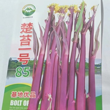 楚苔一号红菜苔种子籽晚熟稳产基地用优良品种质优