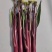 楚苔一号红菜苔种子籽晚熟稳产基地用优良品种质优