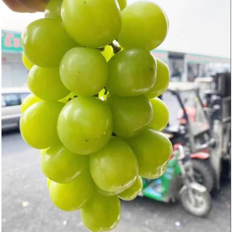 阳光玫瑰对接各大电商抖音快手平台一件代发