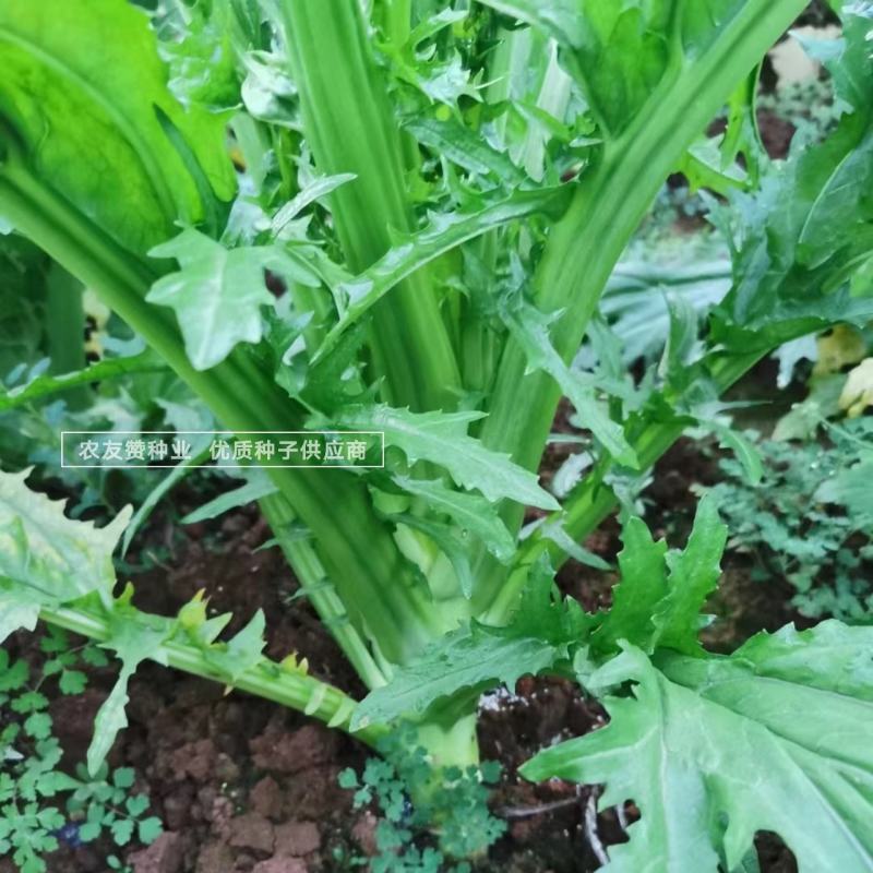 方正棒菜种子花叶棒菜笋子芥菜种子耐寒茎叶兼食重庆棒菜种籽