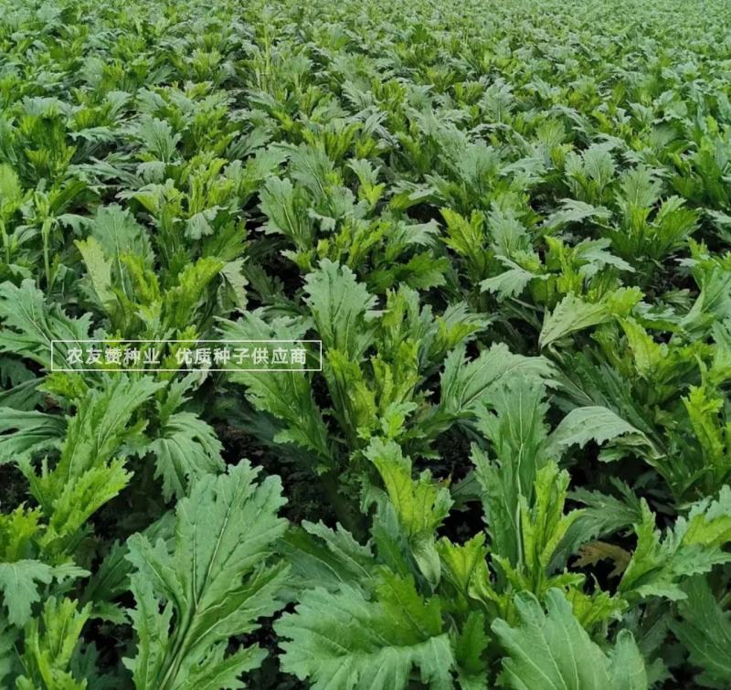 方正棒菜种子花叶棒菜笋子芥菜种子耐寒茎叶兼食重庆棒菜种籽