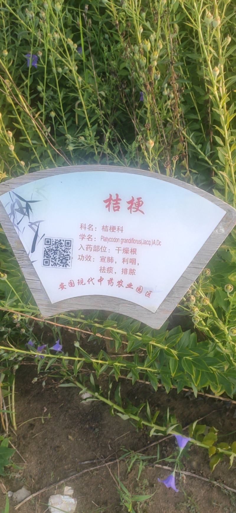 桔梗干货切片欢迎选购！量大从优！