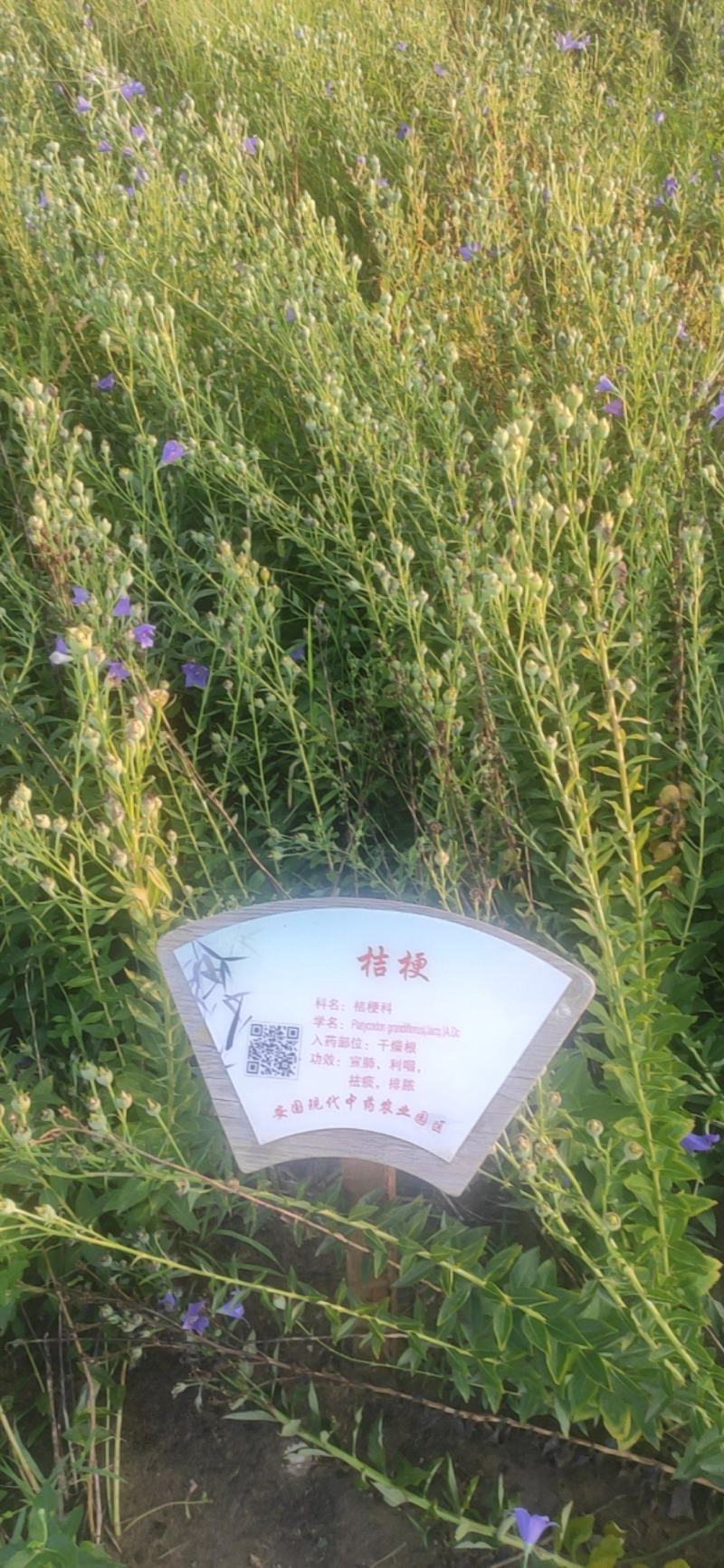 桔梗干货切片欢迎选购！量大从优！