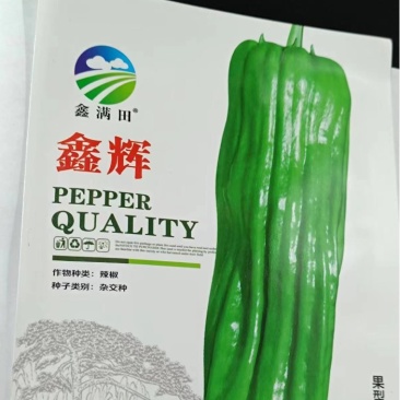 鑫辉辣椒种子籽早熟稳产薄皮辣椒种子基地用优良品种质优