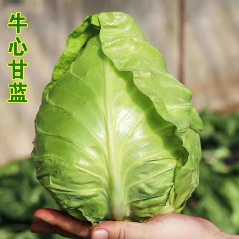 捷甘心生