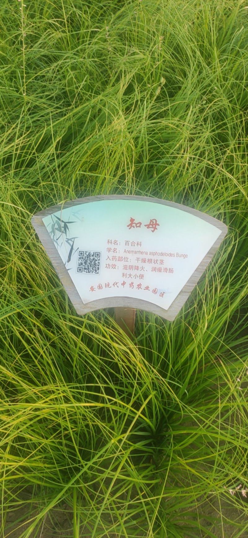 知母知母片毛知母干货切片量大从优欢迎选购！