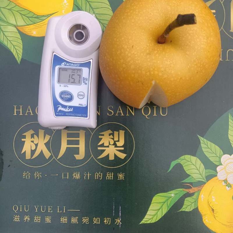 山东聊城秋月梨，产地直发，品质保证，量大从优，可视频看货