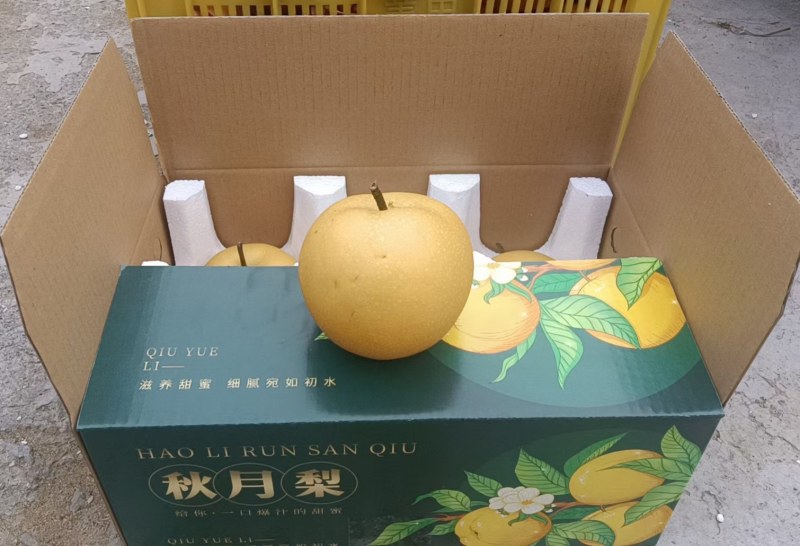山东聊城秋月梨，产地直发，品质保证，量大从优，可视频看货