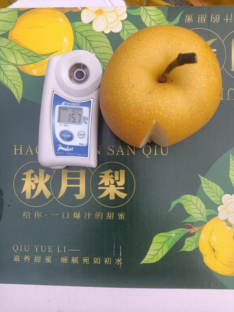 山东聊城秋月梨，产地直发，品质保证，量大从优，可视频看货