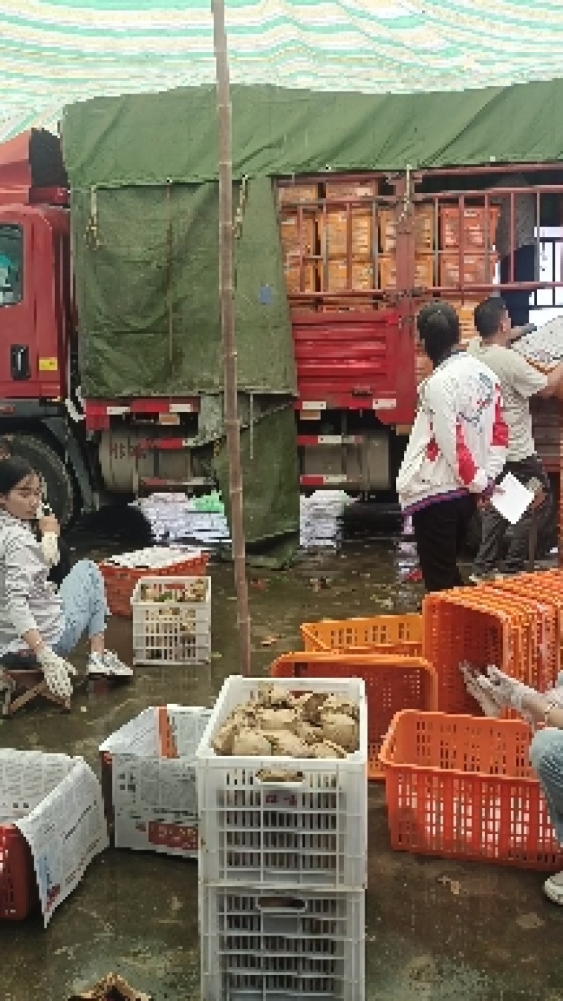 汉中【丰水梨皇冠梨60万斤自产自销代发全国口感酥脆甜现货