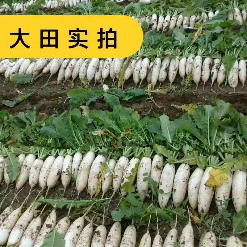 捷美佳361