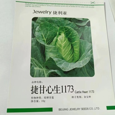 捷甘心生（甘蓝）早熟55天左右