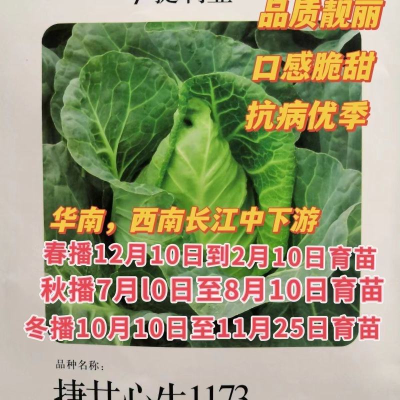 捷甘心生（甘蓝）早熟55天左右