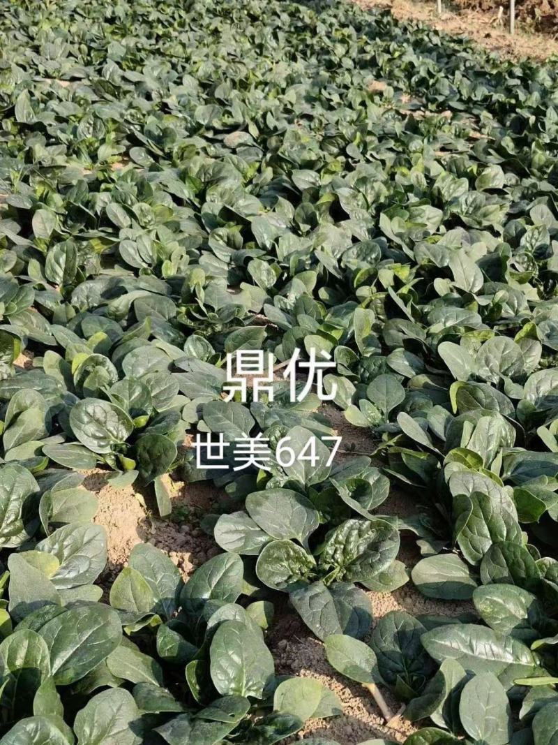 世美647笨菠菜种子丹麦黑油亮进口杂交厚圆叶趴地菠菜种子