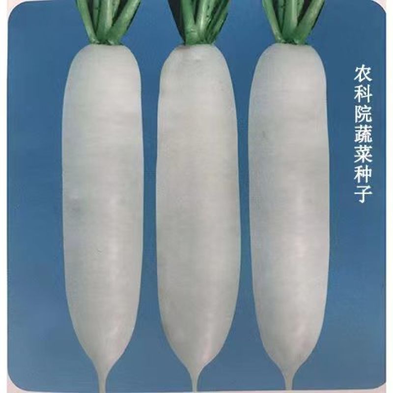 捷如玉240