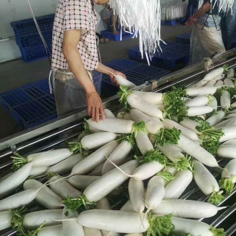 捷如玉240