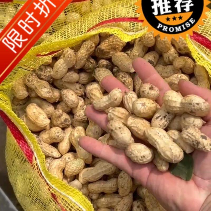 【热卖】江苏徐州精品花生大量有货供应质量很好欢迎采购
