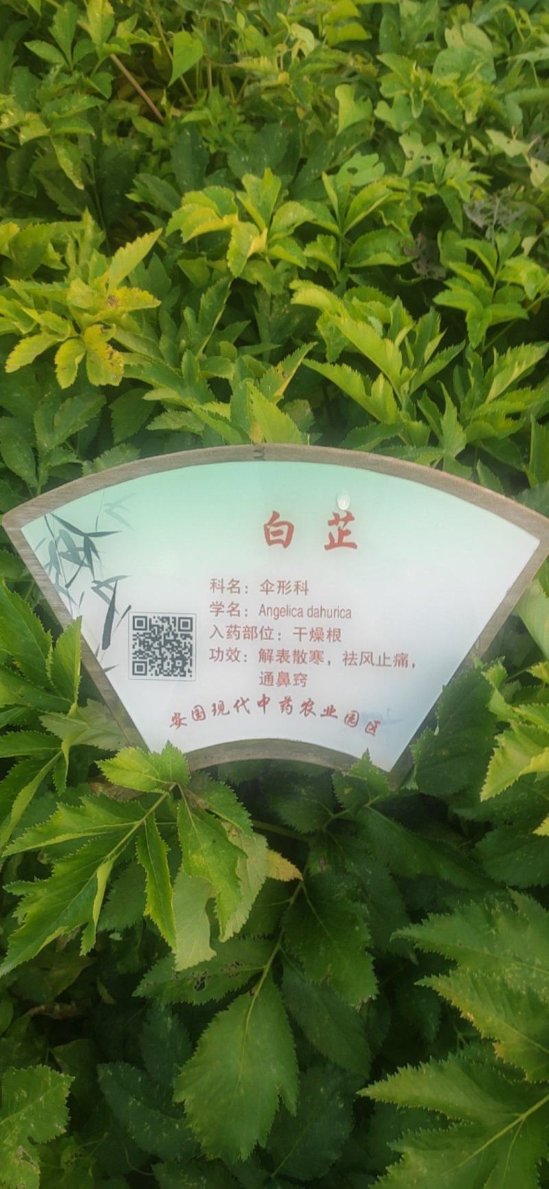 白芷干货常年经营各种中药材欢迎选购！