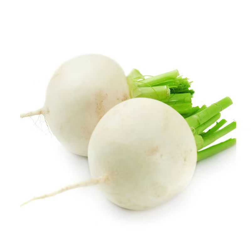 捷圆734圆萝卜种子