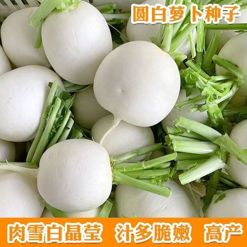 捷圆734圆萝卜种子