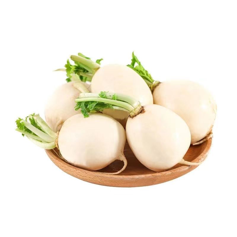 捷圆734圆萝卜种子