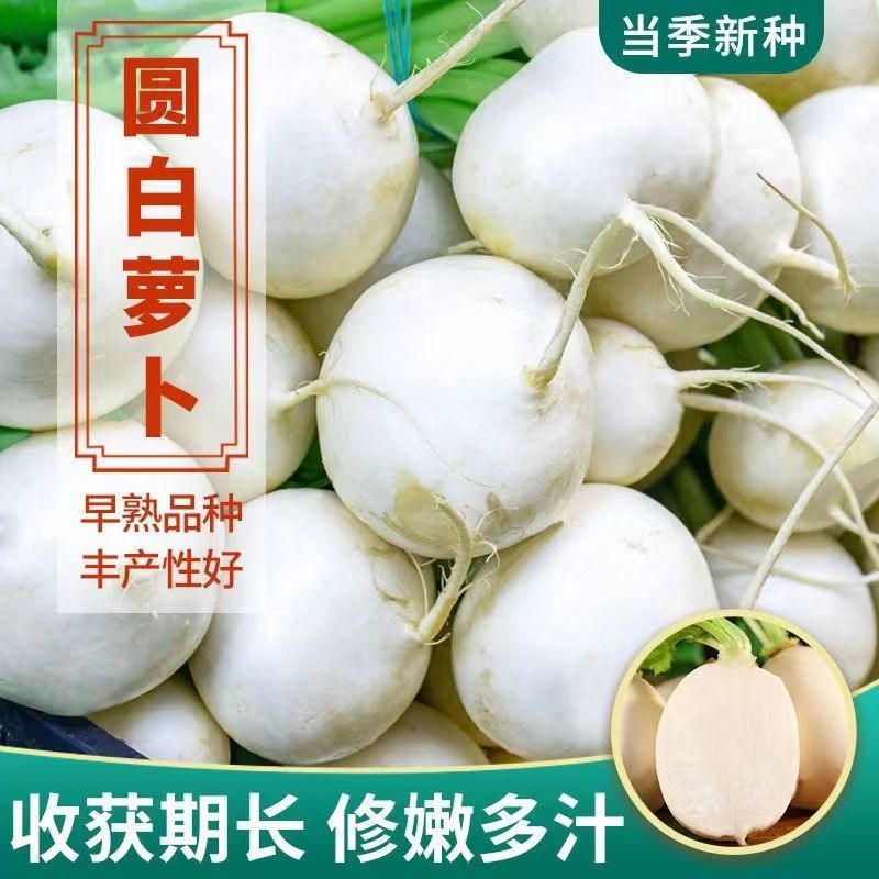 捷圆734圆萝卜种子