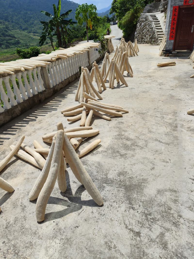 产地丝瓜络大量上市品质保证支持视频看货对应各种加工厂
