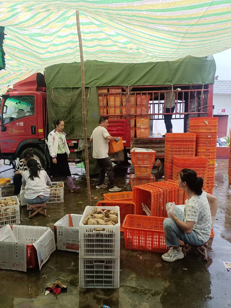 汉中【丰水梨皇冠梨60万斤自产自销代发全国口感酥脆甜现货