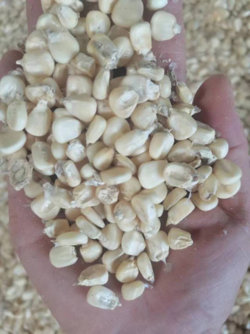 糯玉米干粒，干棒