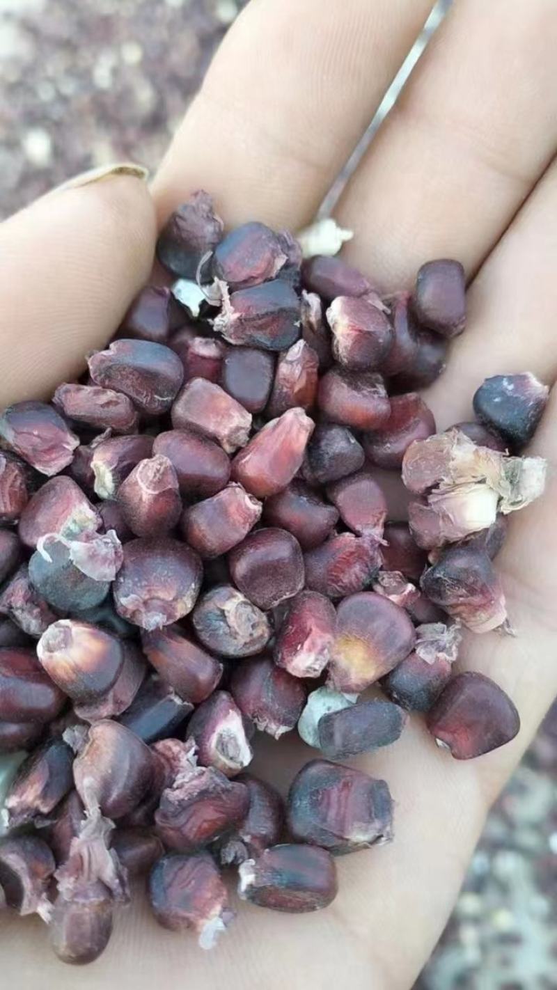 糯玉米干粒，干棒