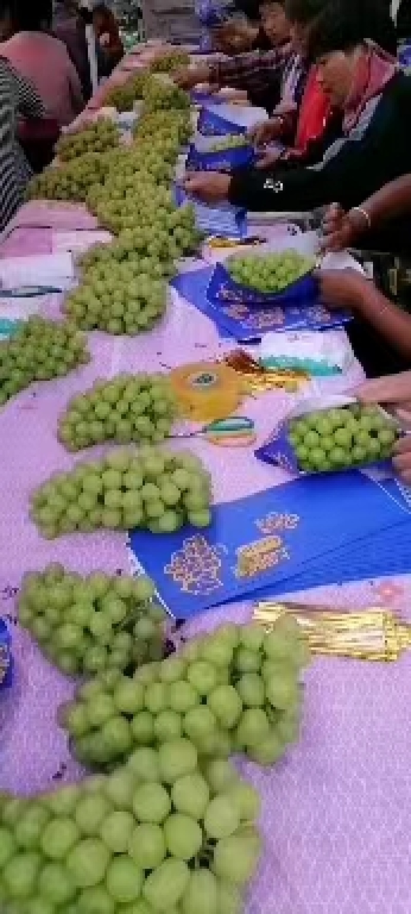 精品阳光玫瑰，颗粒饱满，供应电商，各大水果交易市场
