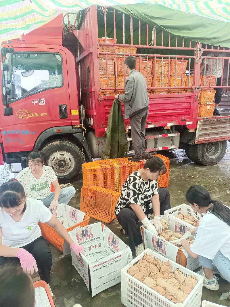 汉中【丰水梨皇冠梨60万斤自产自销代发全国口感酥脆甜现货