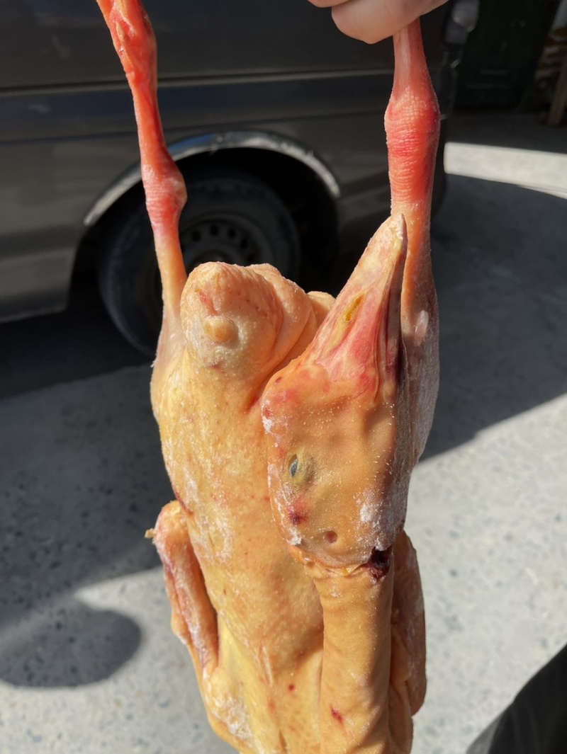 鹅东北大鹅，白条鹅肉，肉质鲜美，保证质量，欢迎下单咨询