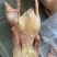 鹅东北大鹅，白条鹅肉，肉质鲜美，保证质量，欢迎下单咨询