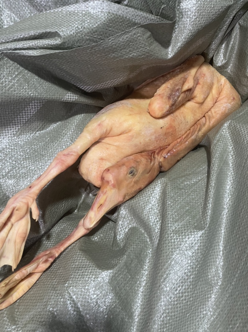 鹅东北大鹅，白条鹅肉，肉质鲜美，保证质量，欢迎下单咨询