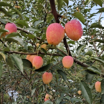 鸡心果