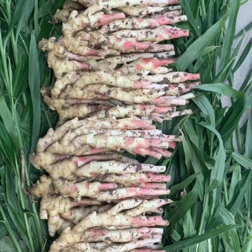 [首单补贴]精品生姜子姜小黄姜产地直供对接各大市场