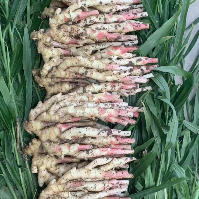 [首单补贴]精品生姜子姜小黄姜产地直供对接各大市场
