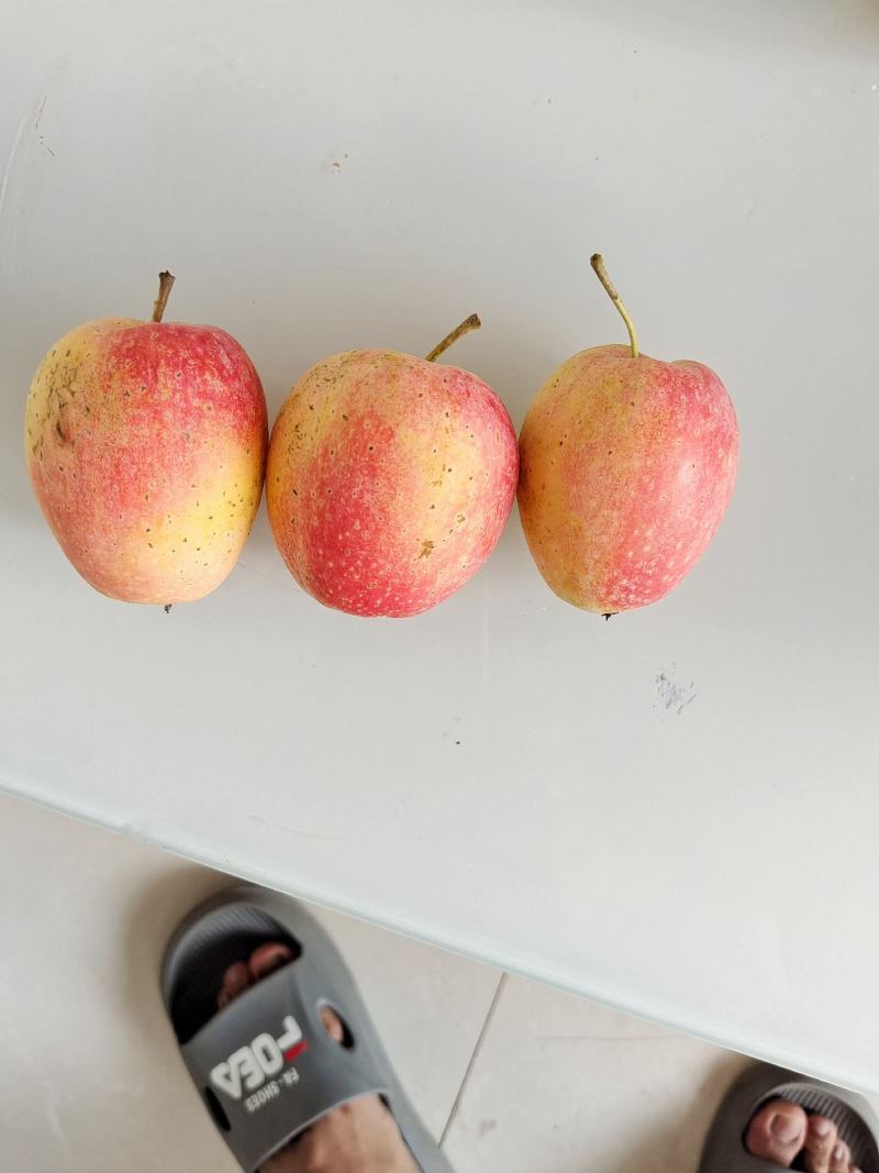 鸡心果
